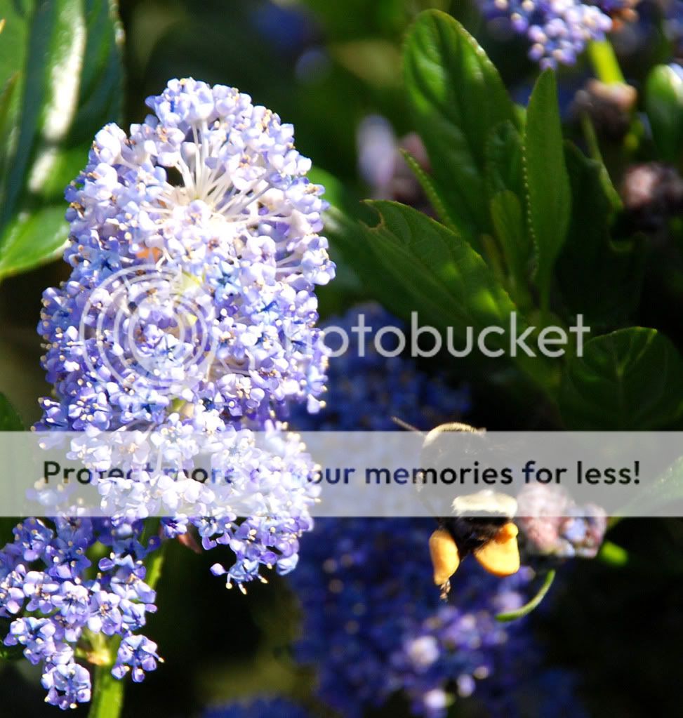 Best Bee Food (honey bees forum at permies)